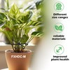 FXHDC-M Reusable Plant Stem Supports for Indoor Plants - 4