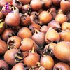 Alebrixes | Loquat Leaves Herbal Tea (4oz)| Premium Quality Whole