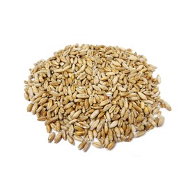 Thunder Acres Organic Non-GMO Triticale Seed (1lb)