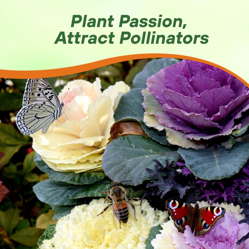 Outsidepride Ornamental Cabbage Flower Seeds - 1000 Pcs. Annual, Cold