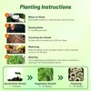 Outsidepride Papaver Orientale Poppy Seeds for Planting - 100 Pcs.
