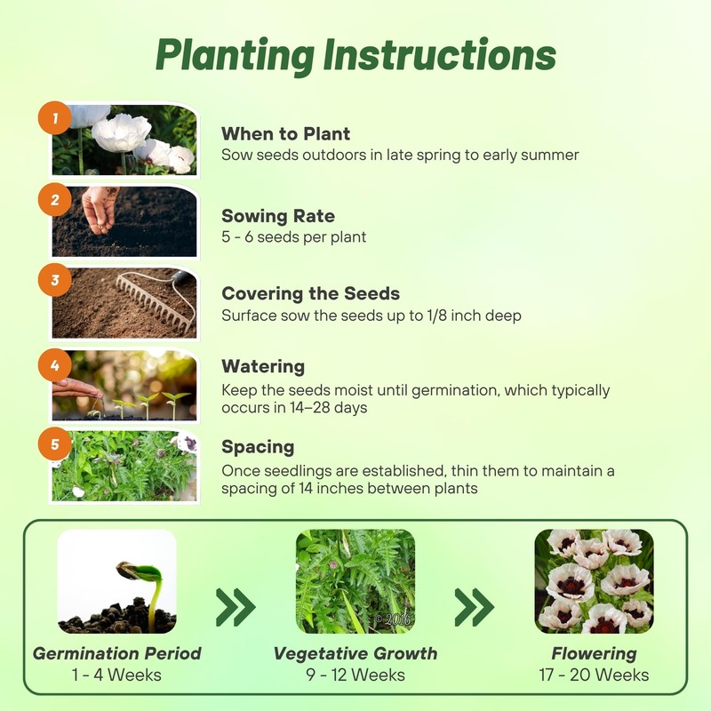Outsidepride Papaver Orientale Poppy Seeds for Planting - 100 Pcs.
