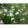 Buy Rare Seeds Dietes iridioides | Cape Iris | 20_Seeds