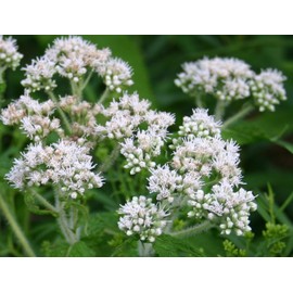 Common Boneset/Eupatorium perfoliatum - 100 Seeds (Organically Grown)