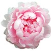 Walter Faxon - Double Pink Peony