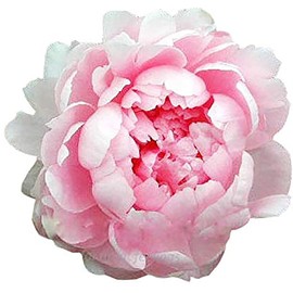 Walter Faxon - Double Pink Peony