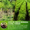 TOG999, Permium Moringa Ginger Herbal Tea – 120 Tea Bags