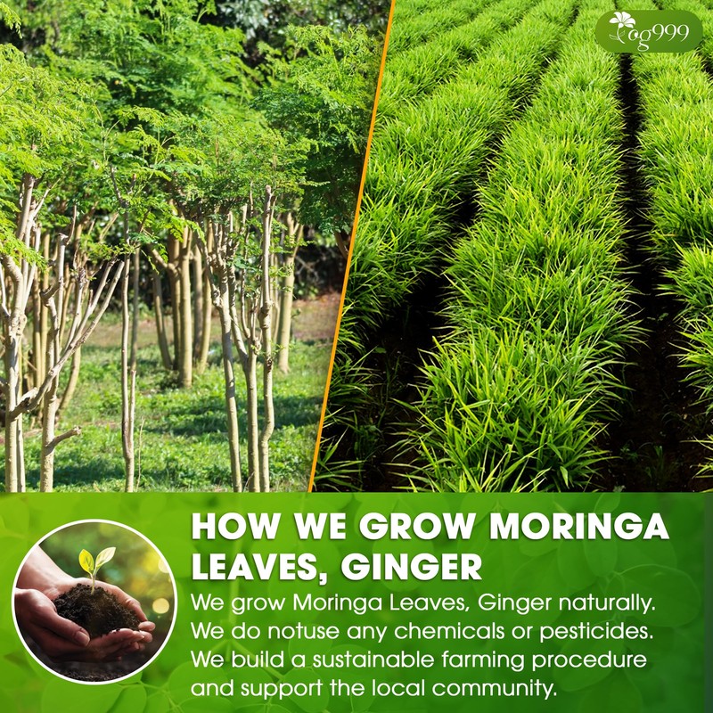TOG999, Permium Moringa Ginger Herbal Tea – 120 Tea Bags