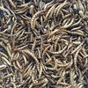 Buffalo Tools DMW5 5Lb Dried Mealworm