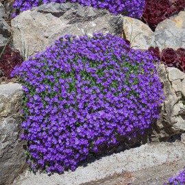 Outsidepride Aubrieta Rock Cress Whitewell Gem Ground Cover Plant Seed - 5000 Seeds