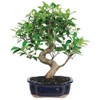 Brussel's Bonsai Live Golden Gate Ficus Indoor Bonsai Tree-7 Years