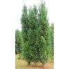 Conifer Kingdom Pinus strobus 'Stowe Pillar' - Eastern White Pine