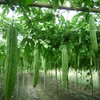 salee shop 30 Seeds Bitter Gourd Seeds, Chinese Bitter Gourd