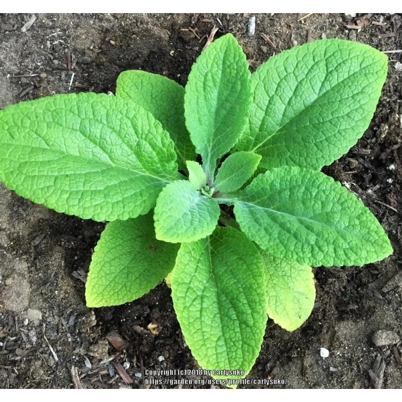 Feral Curiousity Seeds 1g 12k Foxglove seeds Pink/Purple White Organic