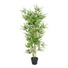 Bambú Moso (phyllostachys Edulis)