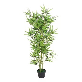 Bambú Moso (phyllostachys Edulis)