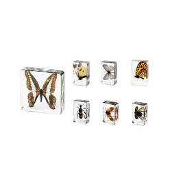 Butterfly and Insect in Resin Collection-Educational Specimen Set for Science Classroom,Science Education Taxidermy,Entomology Supplies,Oddities,Biology,Décor (7pcs,Taxidermy Butterfly)