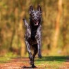 Mercader Digital 3 Silbatos Ultrasónico Entrenamiento Canino Entrenador Perro