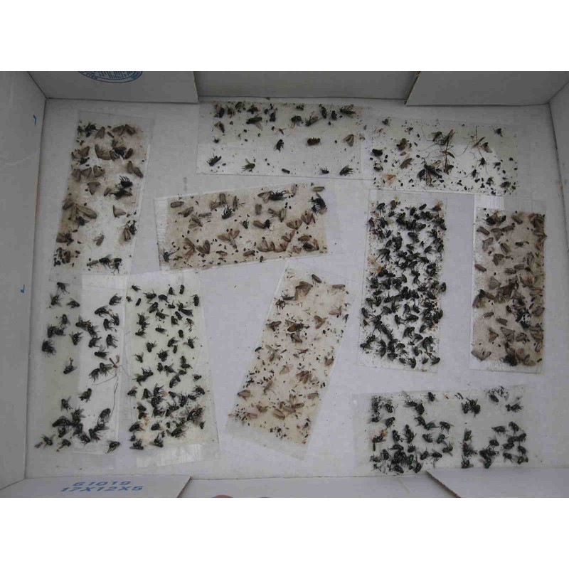 Tred-Not 10 pk ALL INSECT STICKY TRAPS. Fly, Spider, Cricket,