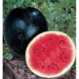 50 Black Diamond Watermelon Seeds for Planting Heirloom Non GMO 7 Grams of Seeds Garden Vegetable Bulk Survival