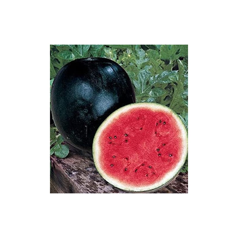 50 Black Diamond Watermelon Seeds for Planting Heirloom Non GMO