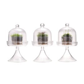 NCYP Mini Glass Bell Dome with Stand and Tiny Acrylic Cube Planter for Display Jewelry, Ring, Small Plant - (3-Pack) 2.7" x 2.7" x 5" Little Cloche Set, Indoor Decor (Plants Not Included)