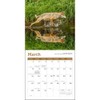 Wolves Mini Wall Calendar 2026 7" x 7"