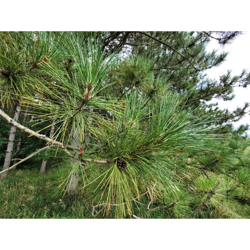 Wisconsin Wild Grown Red Pine Tea Needles Organic Infusion Fresh
