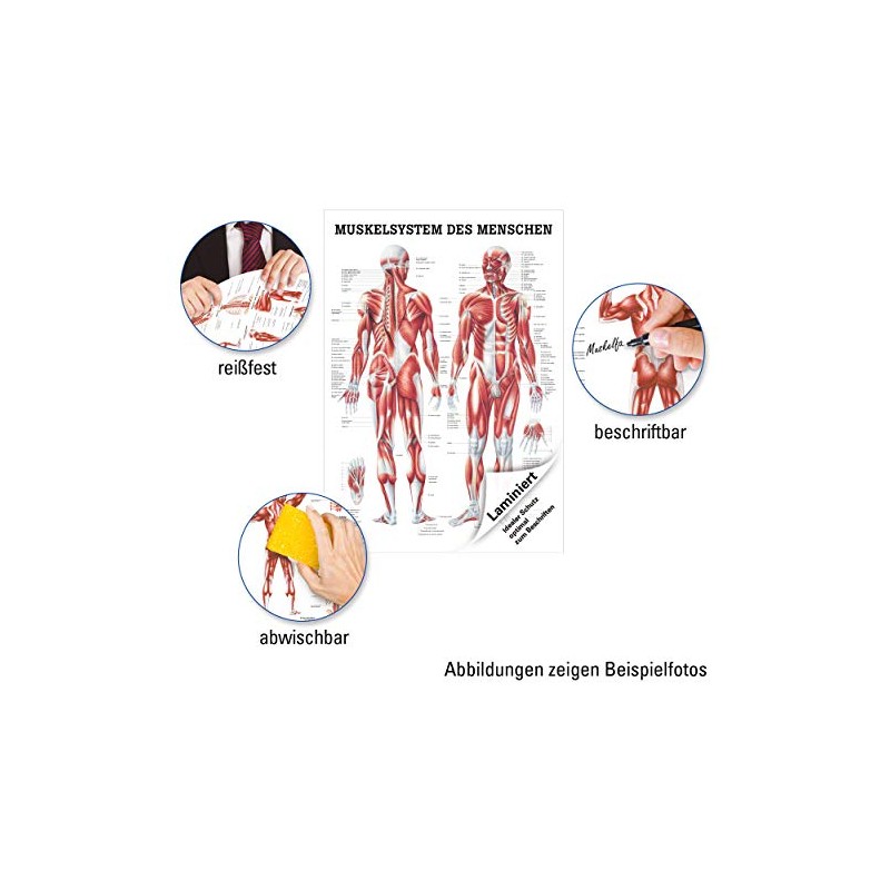 Sport-Tec Muscle System Mini Poster Anatomy 34 x 24 cm