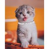 Aecllcea Cat Collars for Girl Cats with Rhinestone Soft Velvet,Breakaway