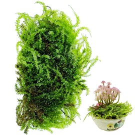 Cayway Static Grass Tuft, Fake Green Moss for Potted Plants, Artificial Moss, Artificial Green Moss for Plant Crafts Flower, Table Centerpieces Fairy Garden Decor (Shape-2)