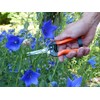 Garten Primus 01040 Garden Shears, Rose Shears, Vine Shears, Florist