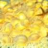 Cynzia Natural Seashells String Lights, 40LED Beach Decoration USB Plug