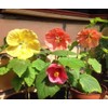 NIKA SEEDS - Seeds Flowers Flowering Maple Mix Indoor Abutilon