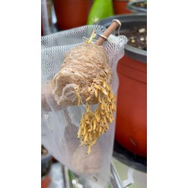 One Praying Mantis Egg Cases + FREE HATCHING BAG 2025 Season