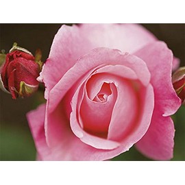 Postcard Book 'Roses' Rannenberg