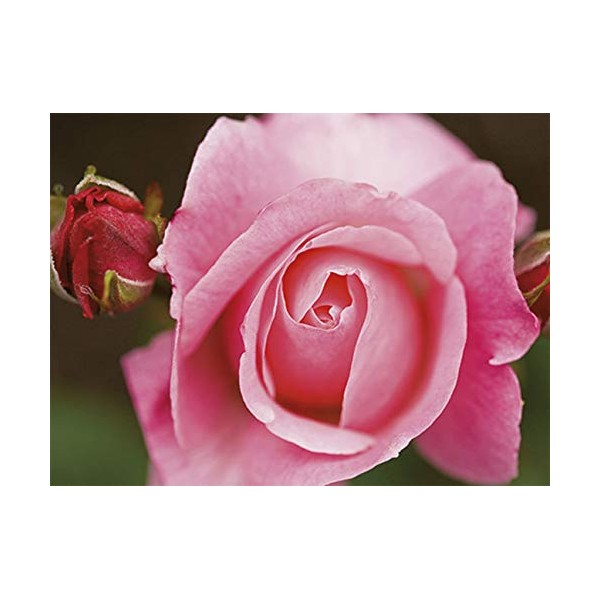 Postcard Book 'Roses' Rannenberg