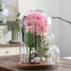 RayinblueTransparent Glass Plant Display Cloche Bell Jar Dome With Bamboo
