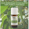 Organic Eucaliptus - 100% Organic, Pure and Natural Essential Oil