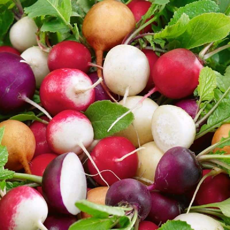 RAISE ME UP: Seeds Radish Easter Egg Mix Rapid Yield