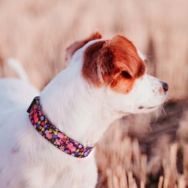 QQPETS Adjustable Soft Dog Collar: Print Flower Pink Multicolor Cute Patterns for XS Small Medium Large Pet Girl Boy Puppy Walking Running Training