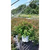 Proven Winners - Spiraea jap. Double Play Doozie (Spirea) Shrub,