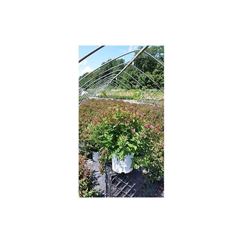 Proven Winners - Spiraea jap. Double Play Doozie (Spirea) Shrub,