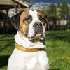 Joytale Nylon Dog Collar Reflective with Soft Neoprene Padded for