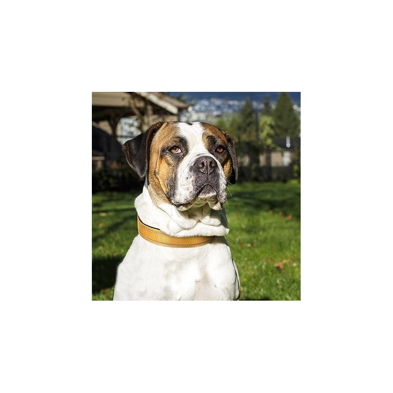 Joytale Nylon Dog Collar Reflective with Soft Neoprene Padded for