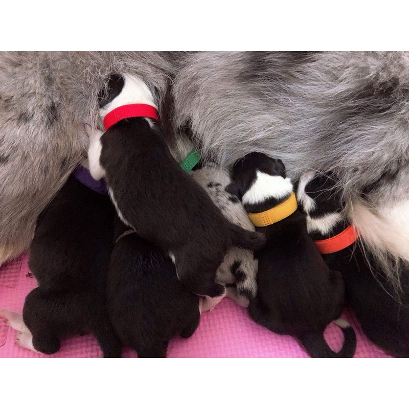 PENTA ANGEL Puppy Whelping Collars 15Pcs Double-Sided Adjustable ID Collars