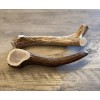LARGE Elk/Deer Antler Premium Dog Chew (1pc) **OREGON ANTLER WORKS**