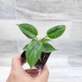 philodendron sodiroi live rare indoor houseplants in 3" pot