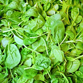 Axel's Garden Seeds Italian Leaf Basil Seeds | Non-GMO | Heirloom | Fresh Garden Seeds - 150 Seeds