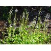 Fresh Lyreleaf Sage Salvia Lyrata Native 300 seeds Fresh From
